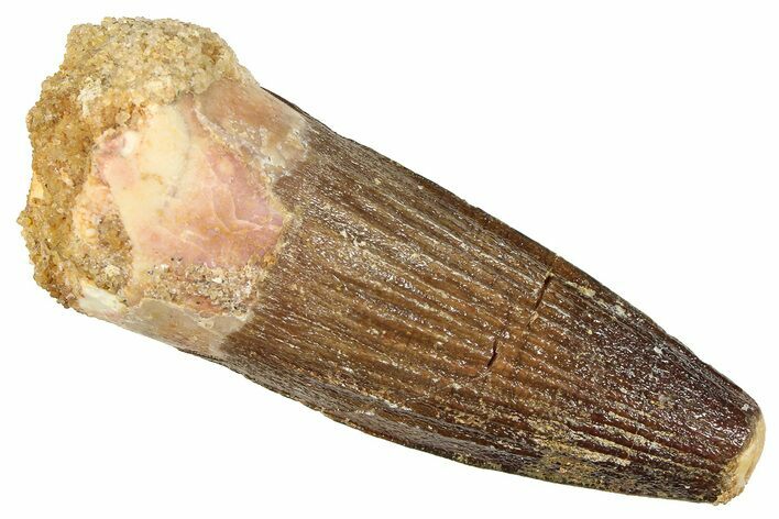 Fossil Spinosaurus Tooth - Feeding Worn Tooth #372928